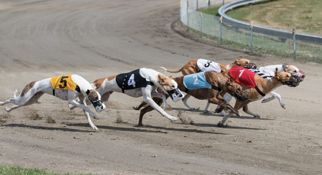 betting on greyhounds